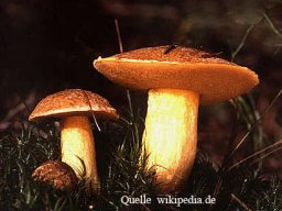 Waldpilze essbar &raquo; Waldpilze Essbar &raquo; sandroerling